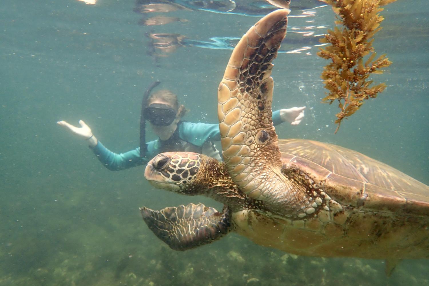 一名<a href='http://srhh.ngskmc-eis.net'>bv伟德ios下载</a>学生在Galápagos群岛游学途中与一只巨龟游泳.